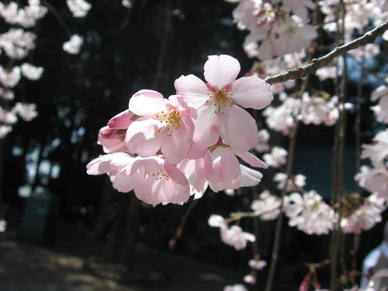 桜の日光浴.JPG